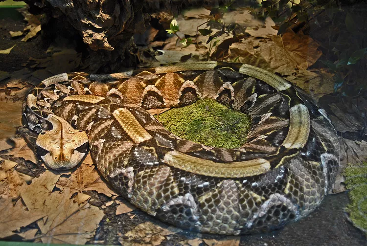 West African Gaboon Viper Snake Bite Dovemed