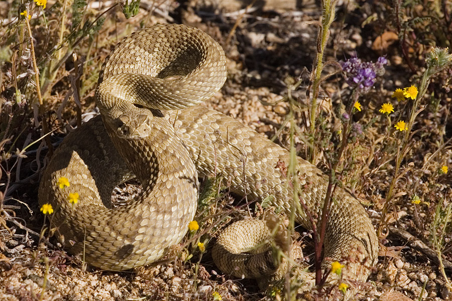 First Aid For Mojave Rattlesnake Bite