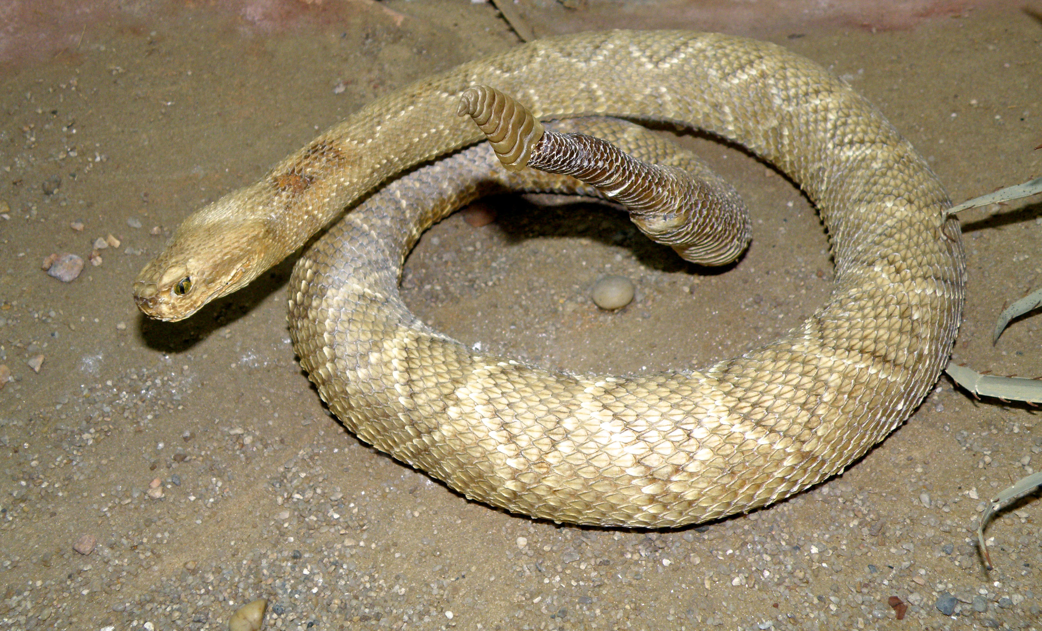 First Aid For Brazilian Rattlesnake Bite