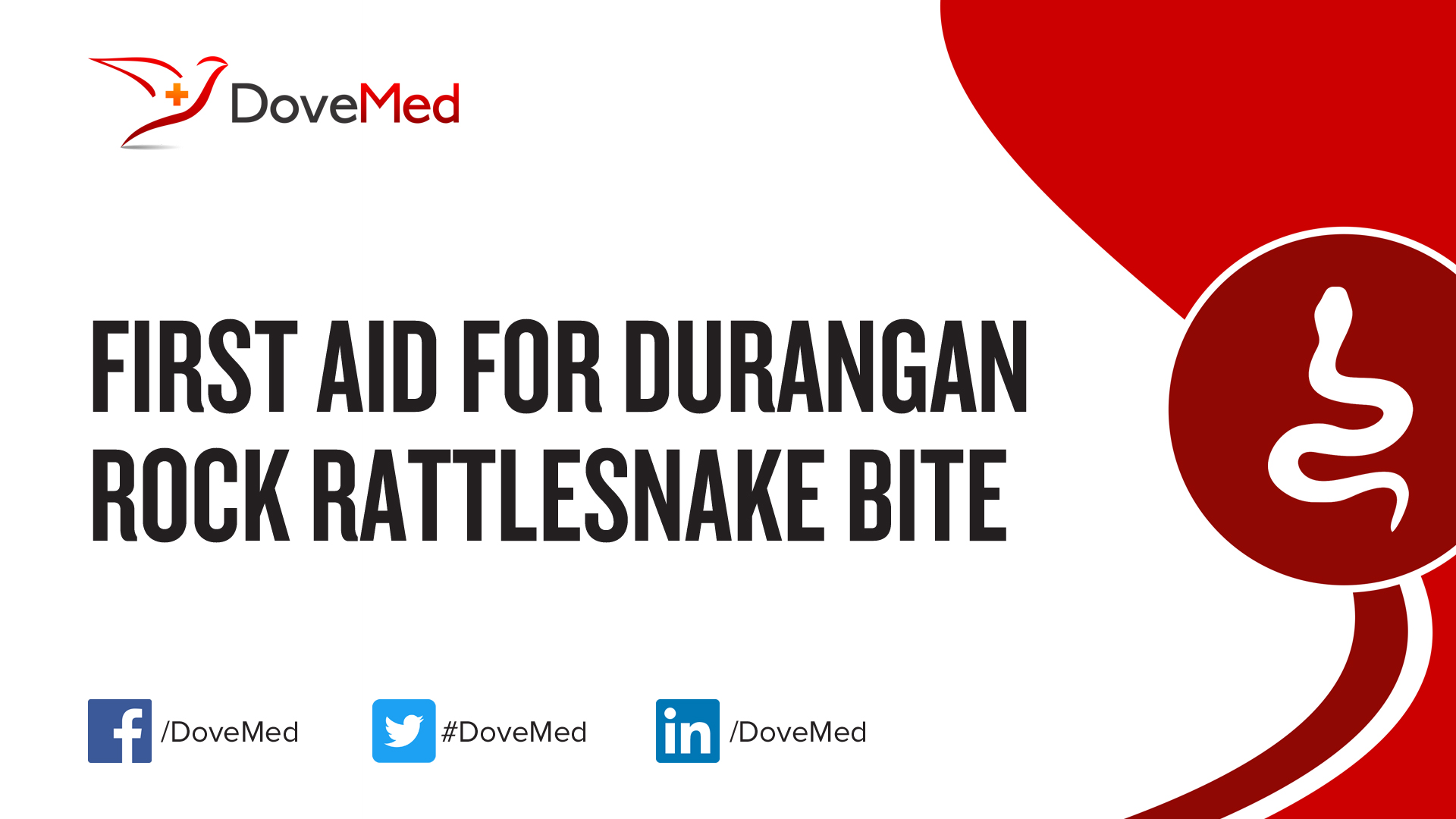 First Aid For Durangan Rock Rattlesnake Bite