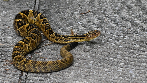 First Aid For Totonacan Rattlesnake Bite