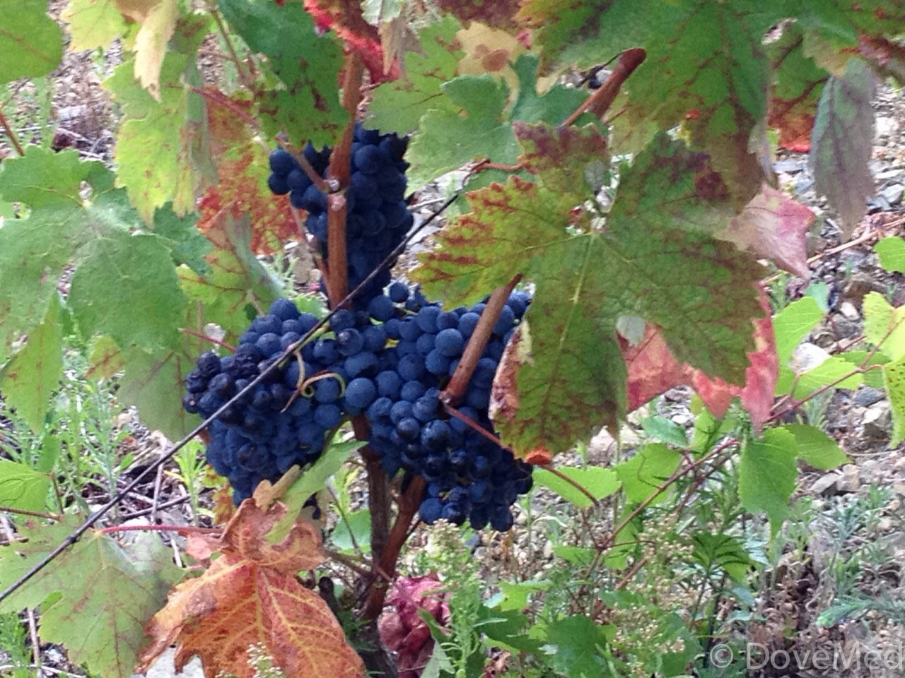 Resveratrol May Be An Effective Intervention For Lung Aging