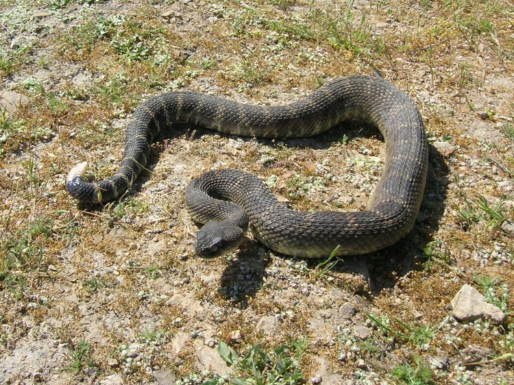 southern pacific rattlesnake with mouth open