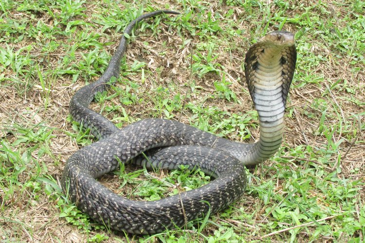 Monocled Cobra Snake Bite