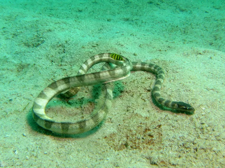 First Aid for Persian Gulf Sea Snake Bite - DoveMed