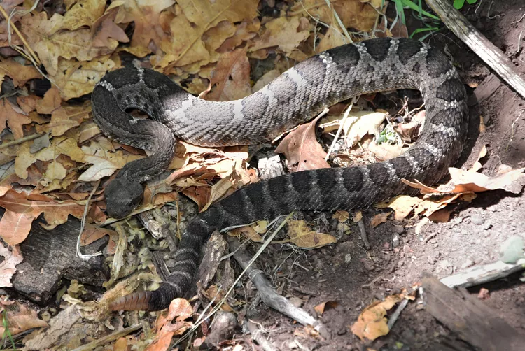 Arizona Black Rattlesnake Bite - DoveMed