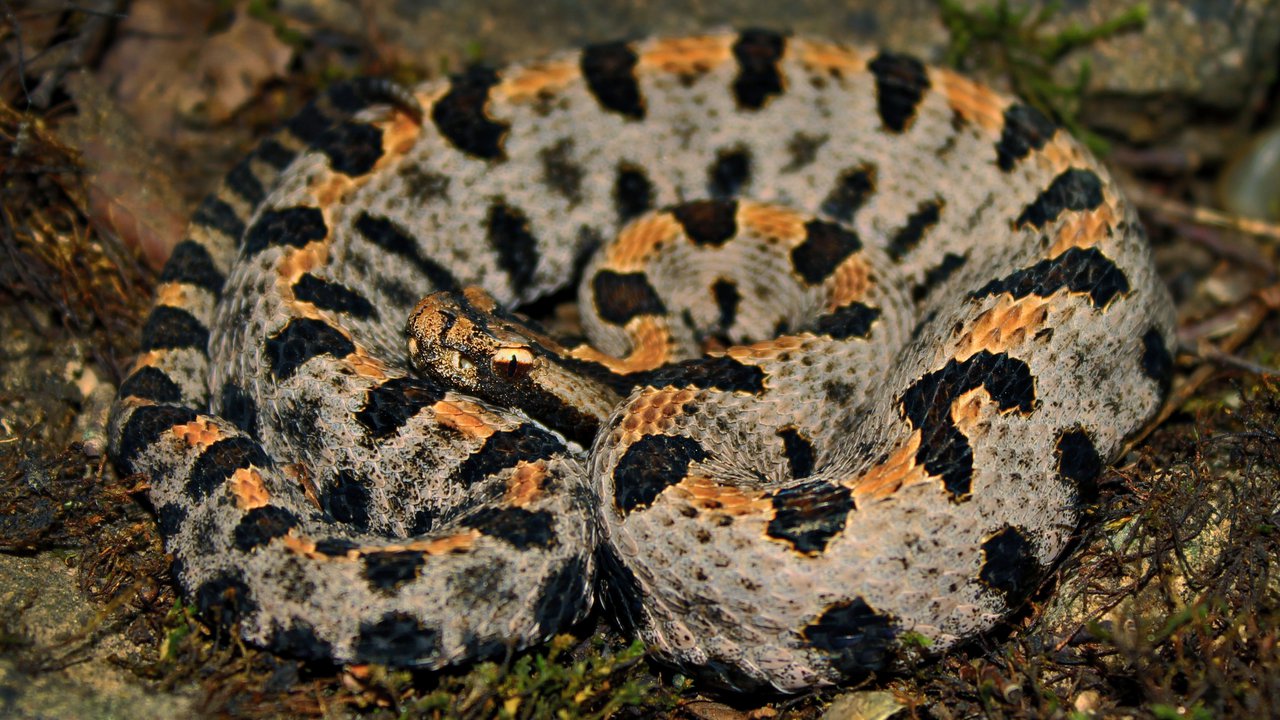 How well do you know Mexican Pygmy Rattlesnake Bite?