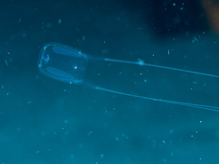 Deadly Box Jellyfish Antidote Discovered Using CRISPR Genome Editing