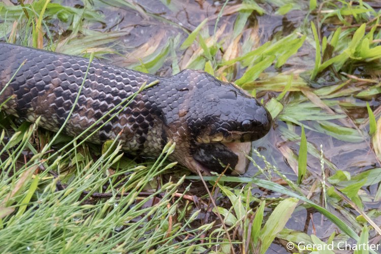 Bocourt's Water Snake Bite