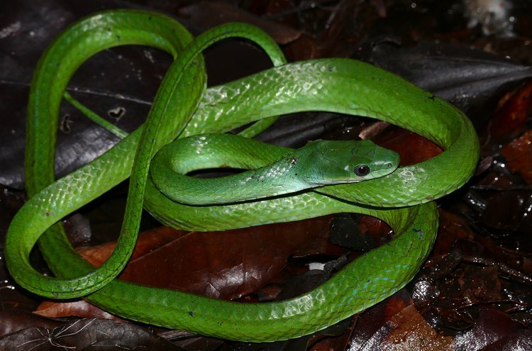 Lichtenstein S Green Racer Snake Bite