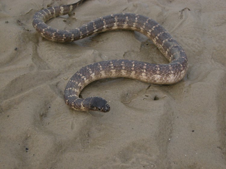 First Aid for Sea Snake Bite