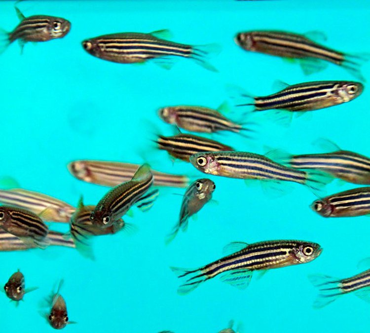 Extraordinary Regeneration Of Neurons In Zebrafish Extraordinary Regeneration Of Neurons In Zebrafish