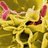 Salmonella bacteria, a common cause of foodborne disease, invade an immune cell.