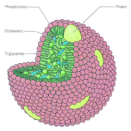 hdl cholesterol structure