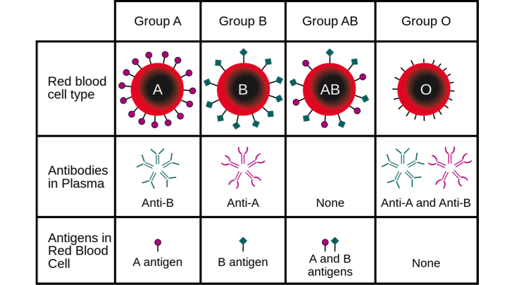 Blood Typing