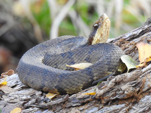 cottonmouth snake bite