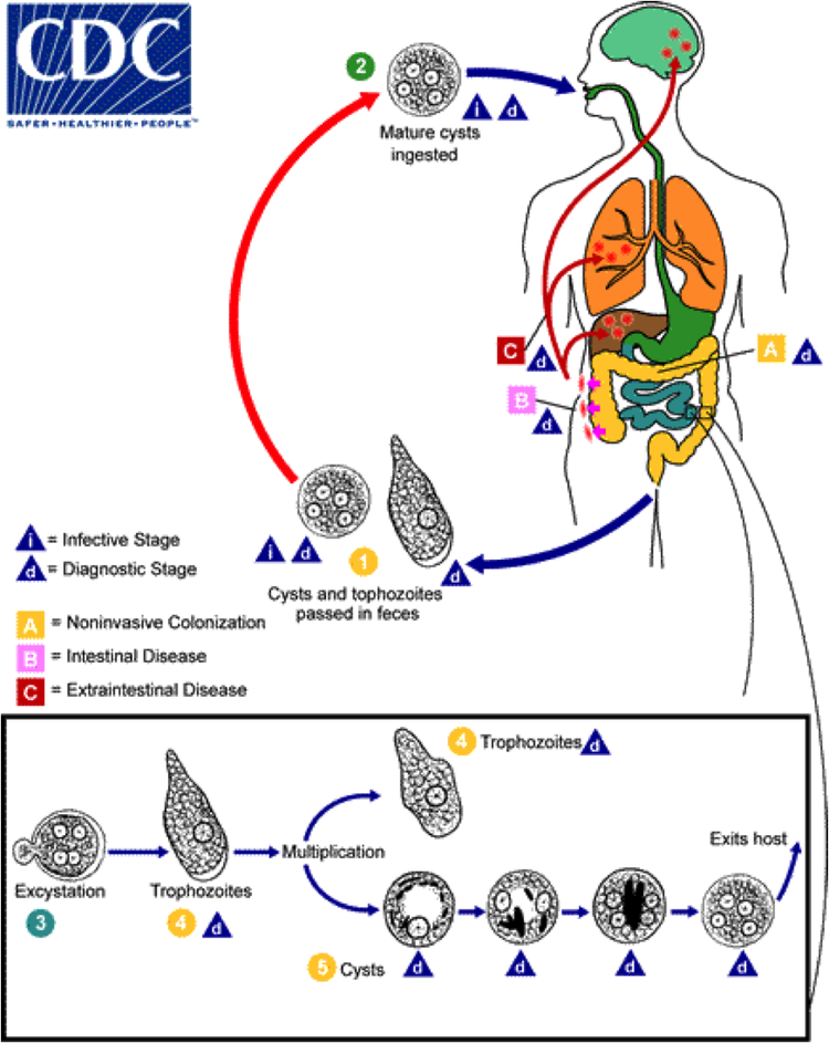 Патогенез амебиаза. Entamoeba histolytica Life Cycle. Цикл развития Entamoeba histolytica. Жизненный цикл Entamoeba histolytica схема. Жизненный цикл дизентерийной амебы.