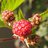 berry