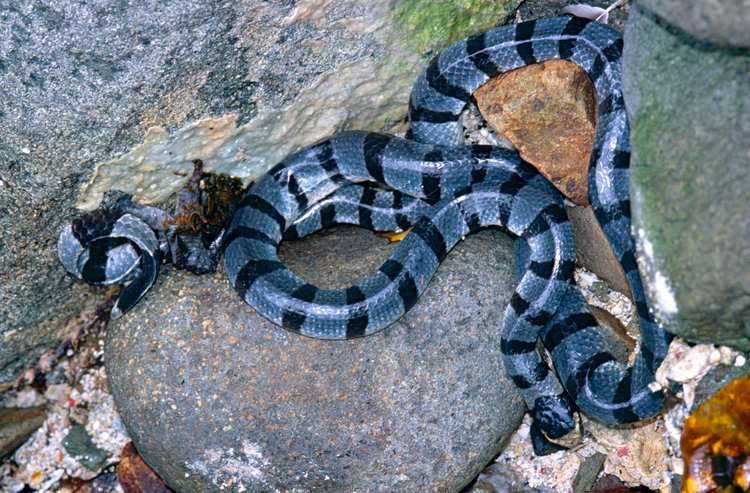 banded sea snake tail