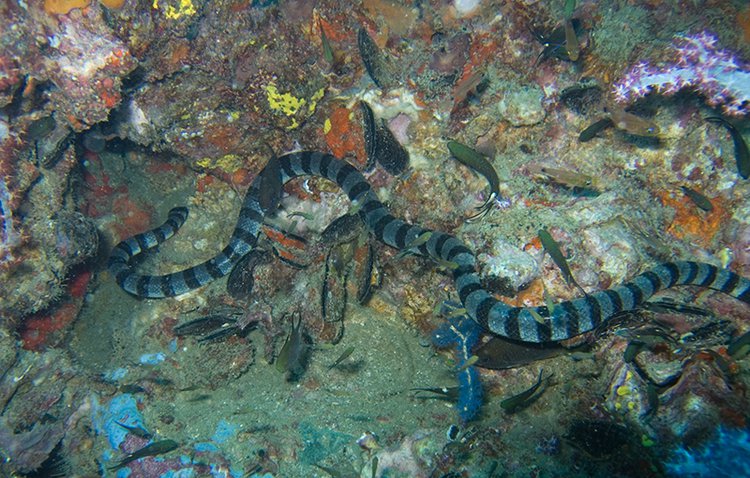 beaked sea snake bite