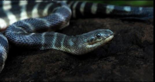 beaked sea snake bite