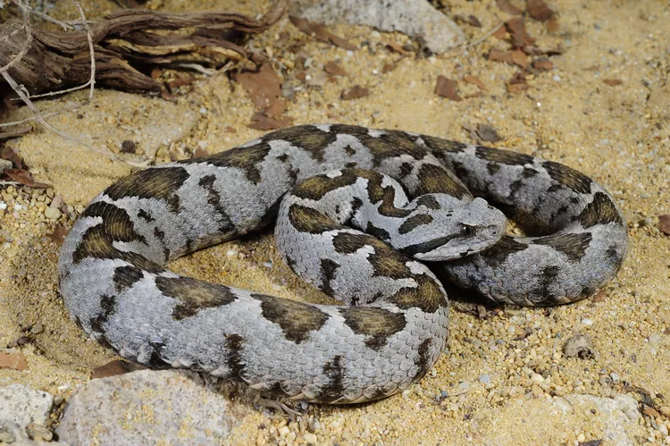 Ottoman Viper Snake Bite - DoveMed