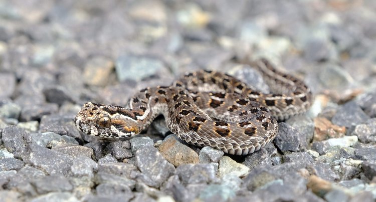 Cape Mountain Adder Snake Bite