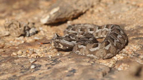 First Aid for Western Many-Horned Adder Snake Bite