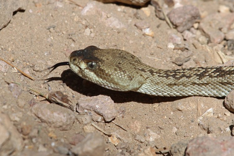 First Aid for Black-Tailed Rattlesnake Bite