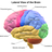 Brain Lateral View