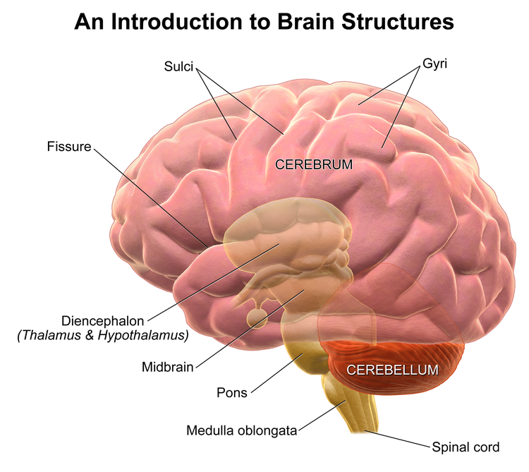 Brain's Anterior Cingulate Cortex And Its Tie To Human Learning