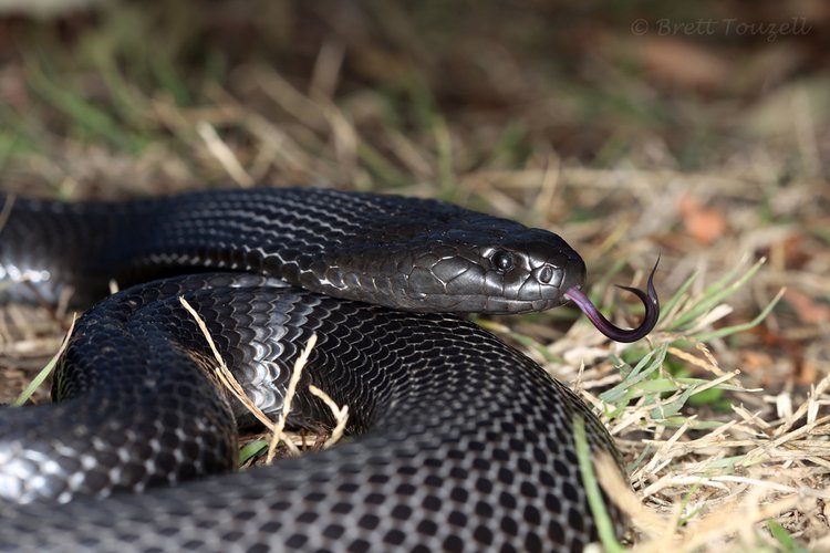black racer snake bite
