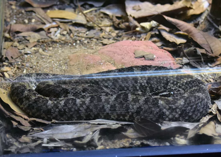 Caatinga Lancehead Snake Bite - DoveMed