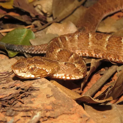 First Aid for Sao Paulo Lancehead Snake Bite - DoveMed