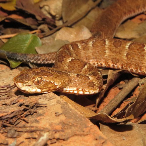 First Aid For Sao Paulo Lancehead Snake Bite