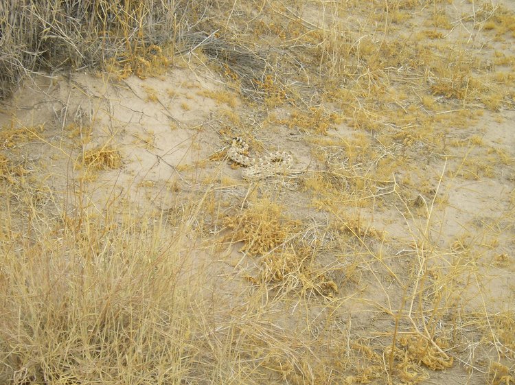 Colorado Desert Sidewinder Bite