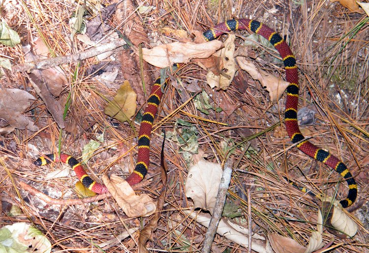 central-american-coral-snake-bite