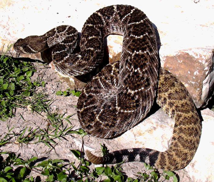 western diamondback rattlesnake striking distance