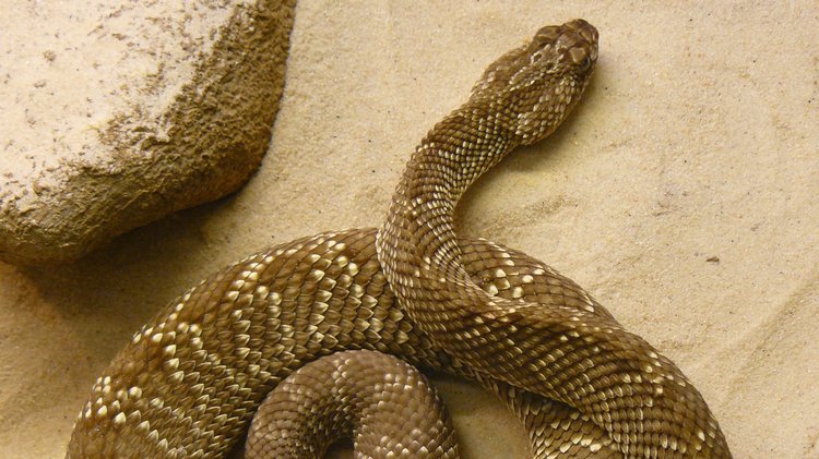 First Aid for Uracoan Rattlesnake Bite