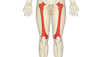 Femur