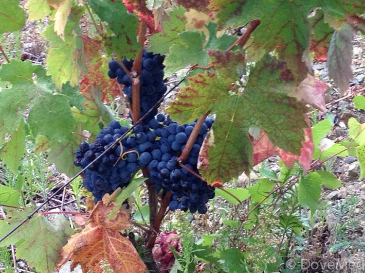 Resveratrol May Be An Effective Intervention For Lung Aging