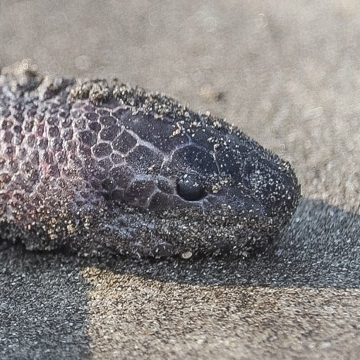 First Aid for Dwarf Sea Snake Bite