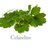 Celandine.