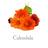 Calendula.