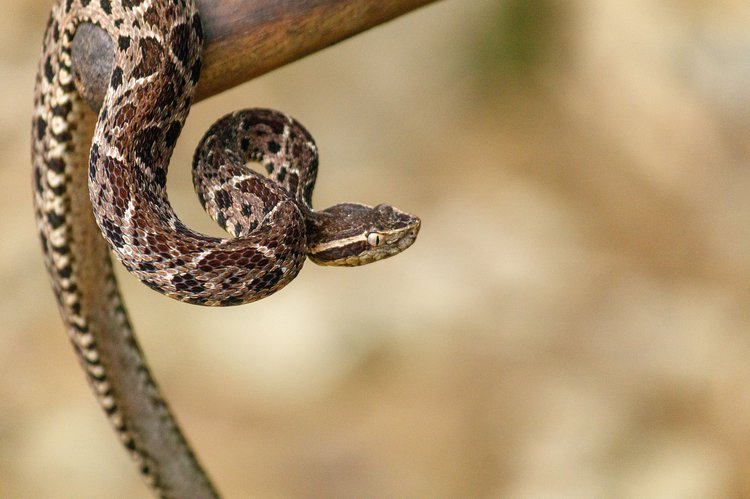 Jararacussu Snake Bite