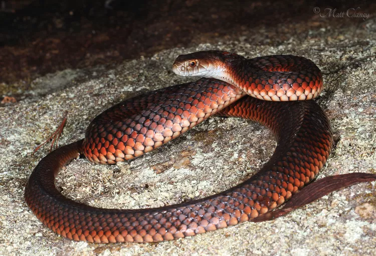 Lowland Copperhead Snake Bite - DoveMed