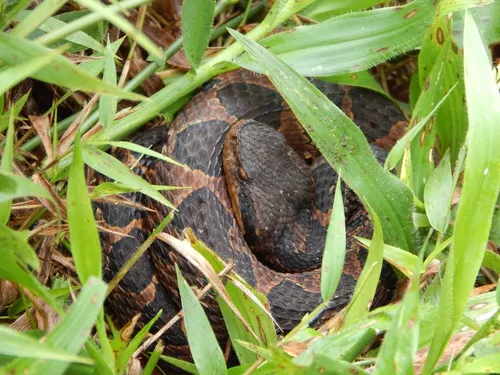 First Aid for Mexican Jumping Pitviper Snake Bite - DoveMed