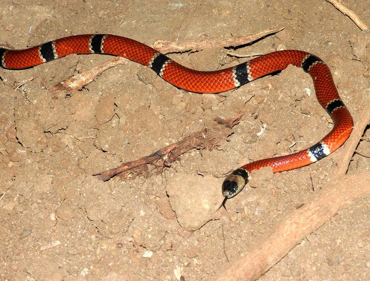 West Mexican Coral Snake Bite