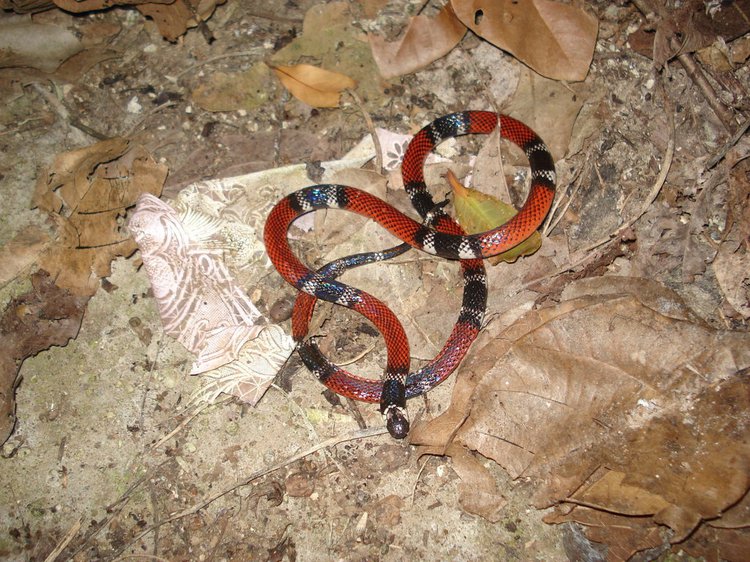 First Aid for Dumeril’s Coral Snake Bite