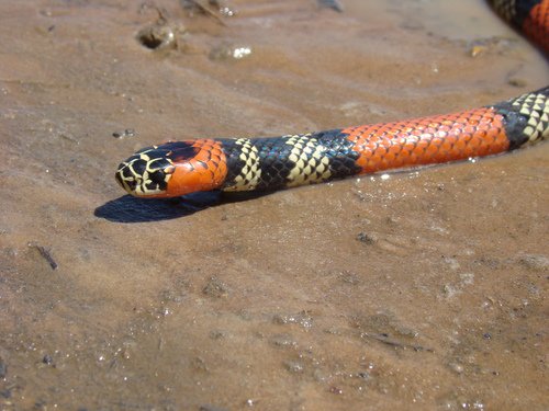 Serpentes Snake Species Varieties ID T-shirt Reptile Serpent 